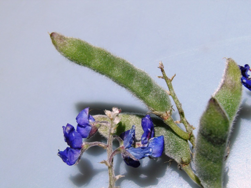 Image of Texas lupine