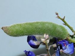 Image of Texas lupine