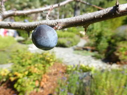 Image of Blackthorn