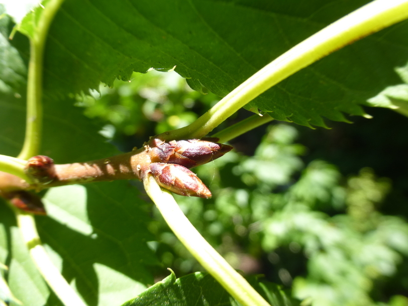 Слика од Prunus takesimensis Nakai