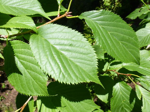 Prunus takesimensis Nakai的圖片