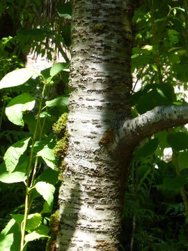 Image of Prunus takesimensis Nakai