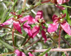 Krameria lanceolata Torr.的圖片