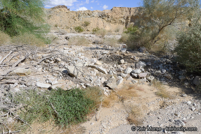 Image of angel's trumpets