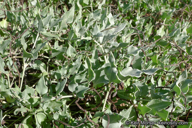 Image of angel's trumpets