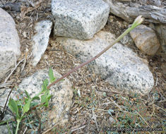 Image of angel's trumpets