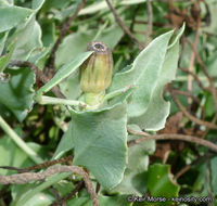 Image of angel's trumpets