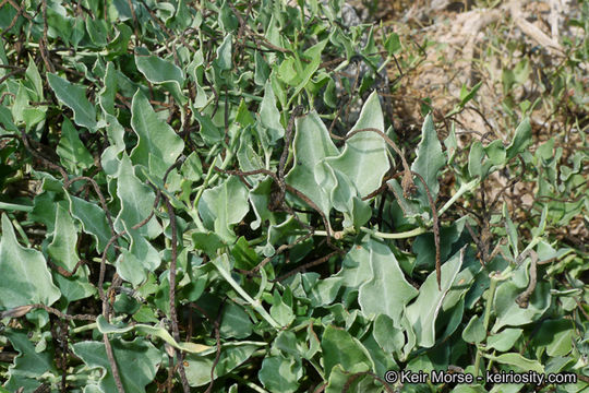 Image of angel's trumpets