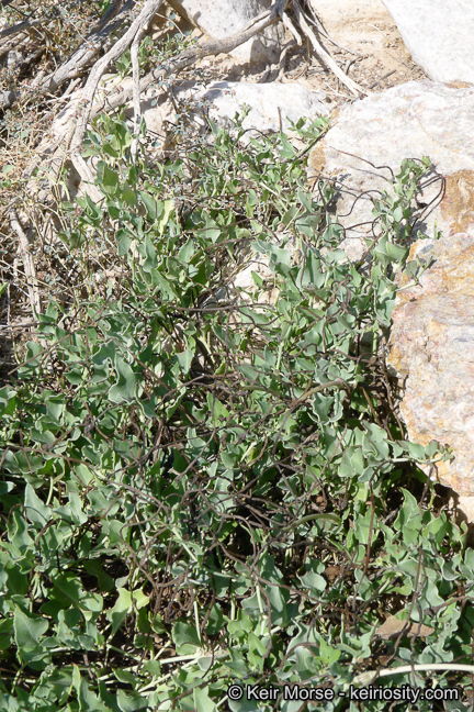 Image of angel's trumpets