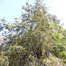 Image of Nothofagus obliqua var. macrocarpa