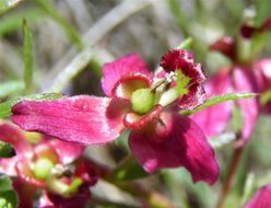 Krameria lanceolata Torr.的圖片