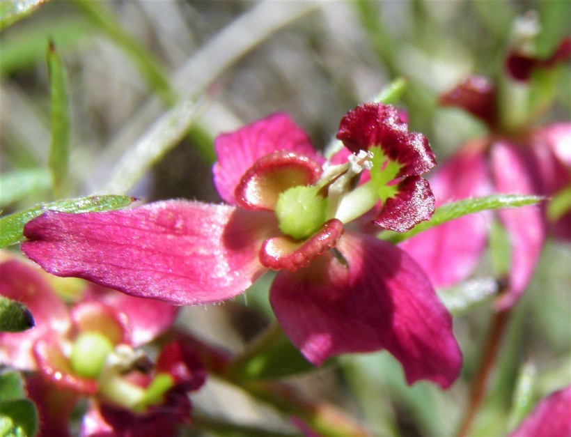 Krameria lanceolata Torr.的圖片