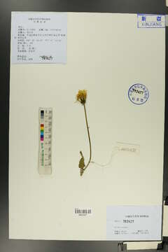 Image of Sonchus wightianus DC.