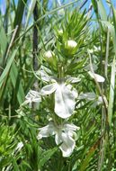 Teucrium laciniatum Torr.的圖片