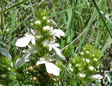 Teucrium laciniatum Torr.的圖片