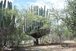 Image of Pachycereus weberi (J. M. Coult.) Backeb.