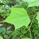 Image of Alangium platanifolium (Siebold & Zucc.) Harms