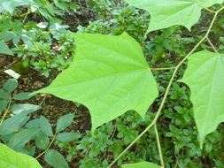 Image of Alangium platanifolium (Siebold & Zucc.) Harms
