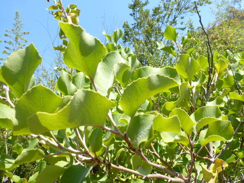 Image of Lomatia hirsuta (Lam.) Diels