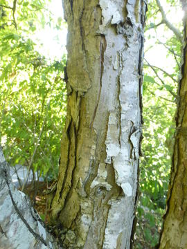 Слика од Malus halliana Koehne