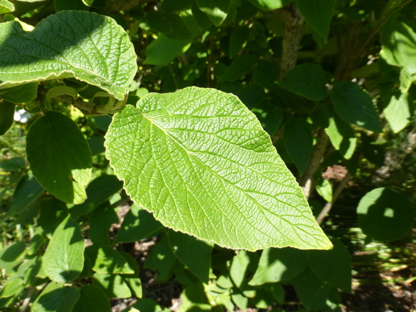 Image de Viburnum cotinifolium D. Don