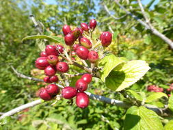 Image de Viburnum cotinifolium D. Don