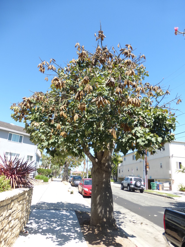 Image of Brachychiton discolor F. Müll.