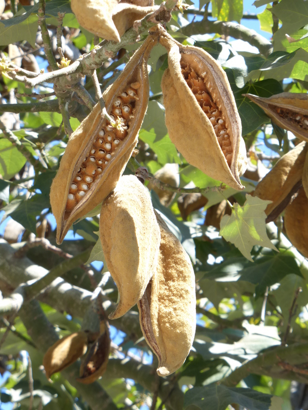 Image of Brachychiton discolor F. Müll.