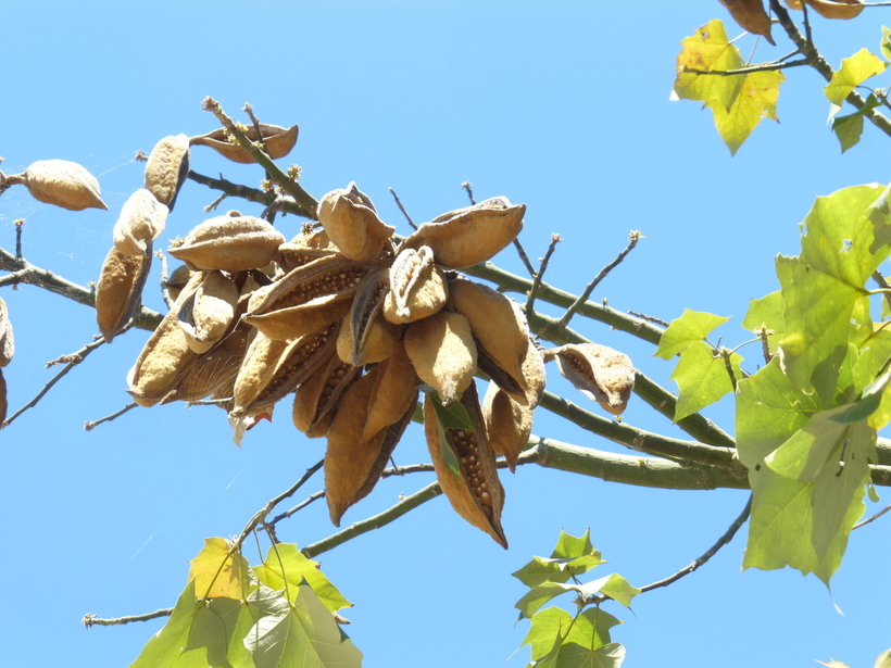 Image of Brachychiton discolor F. Müll.