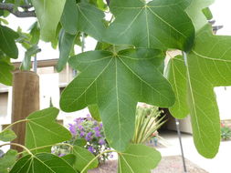 Image of American Sweetgum