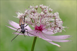 Imagem de <i>Astrantia <i>major</i></i> ssp. major