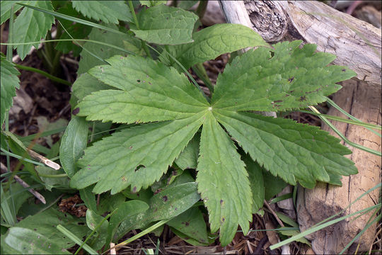 Image of <i>Astrantia <i>major</i></i> ssp. major