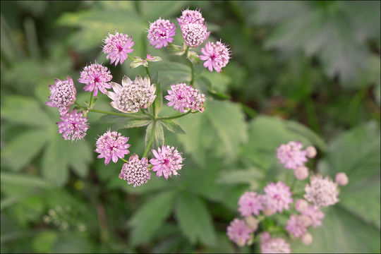 Imagem de <i>Astrantia <i>major</i></i> ssp. major