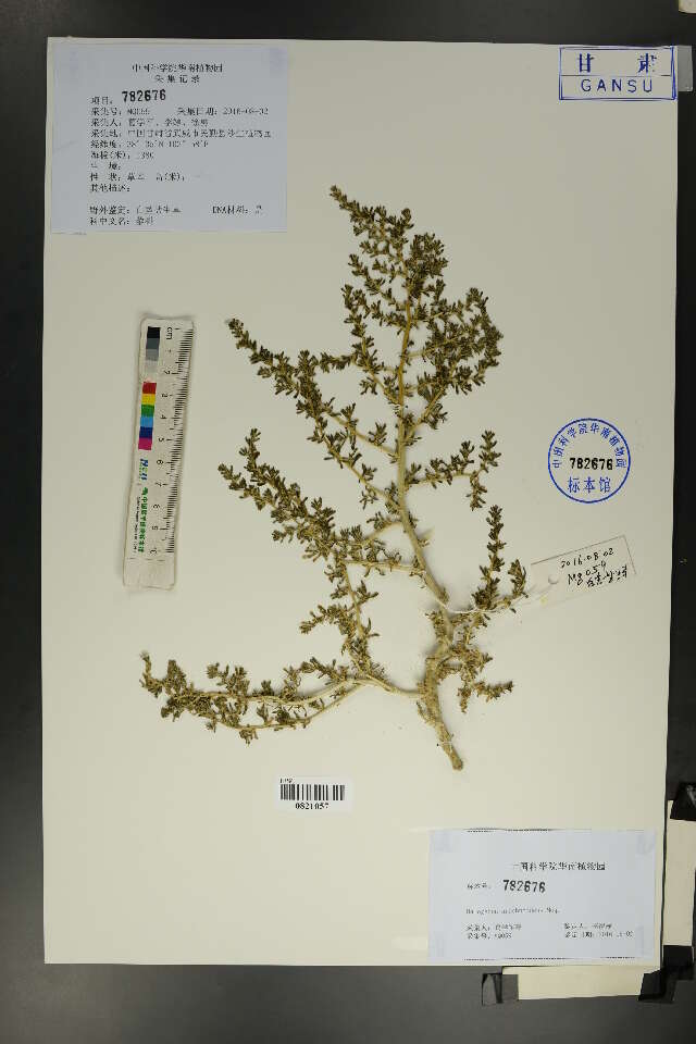 Image of amaranth family