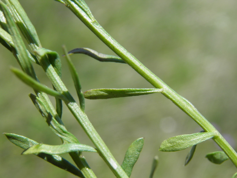 Image of white milkwort