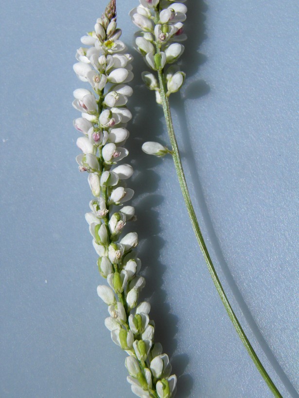 Image of white milkwort
