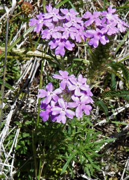 Image of Dakota mock vervain