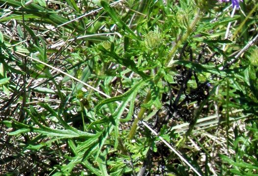 Image of Dakota mock vervain