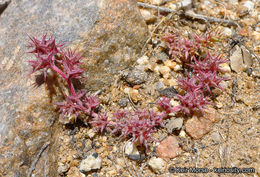 Image de Chorizanthe polygonoides var. longispina (Goodman) Munz