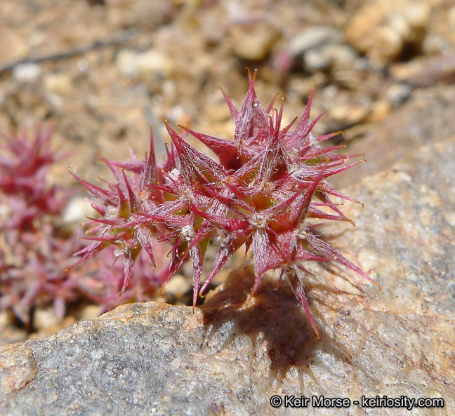 Image de Chorizanthe polygonoides var. longispina (Goodman) Munz