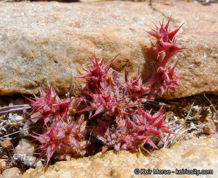 Imagem de Chorizanthe polygonoides var. longispina (Goodman) Munz