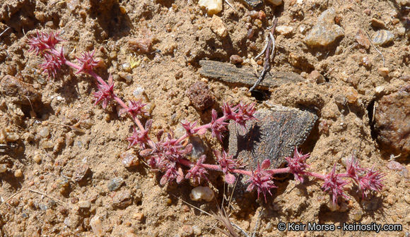 Imagem de Chorizanthe polygonoides var. longispina (Goodman) Munz