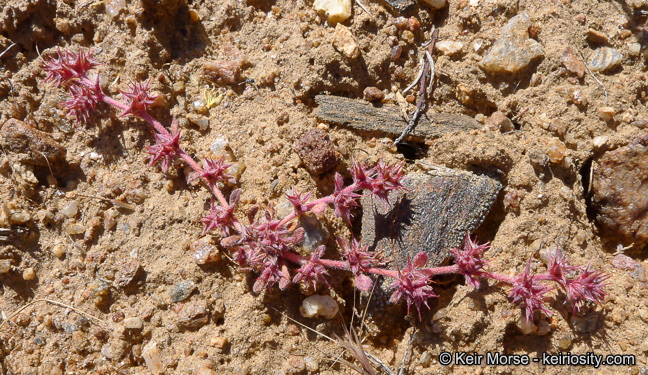 Image de Chorizanthe polygonoides var. longispina (Goodman) Munz