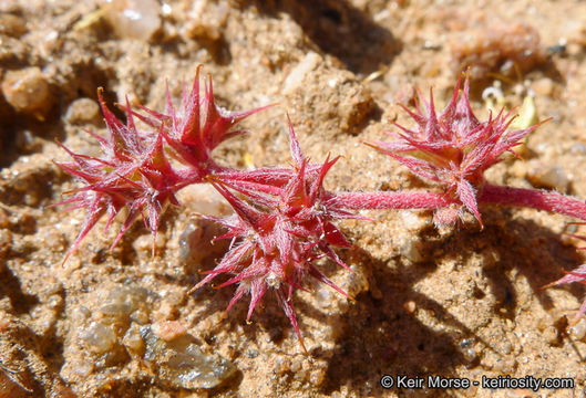 Imagem de Chorizanthe polygonoides var. longispina (Goodman) Munz