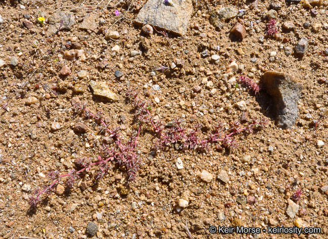 Image de Chorizanthe polygonoides var. longispina (Goodman) Munz