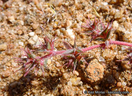 Image de Chorizanthe polygonoides var. longispina (Goodman) Munz