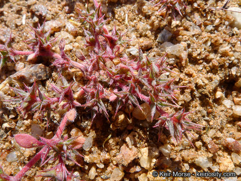 Imagem de Chorizanthe polygonoides var. longispina (Goodman) Munz