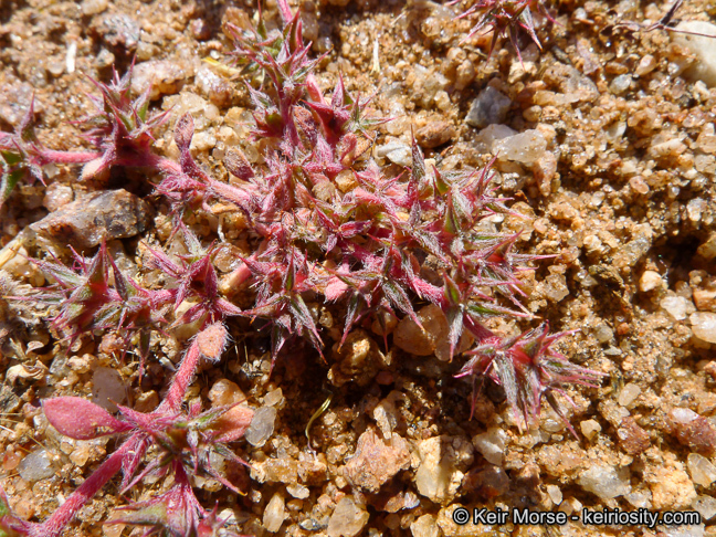 Image de Chorizanthe polygonoides var. longispina (Goodman) Munz