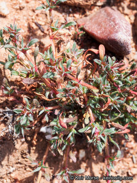 Imagem de Chorizanthe polygonoides var. longispina (Goodman) Munz