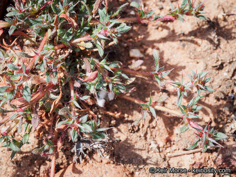 Imagem de Chorizanthe polygonoides var. longispina (Goodman) Munz